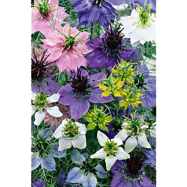 NIGELLE MIX
