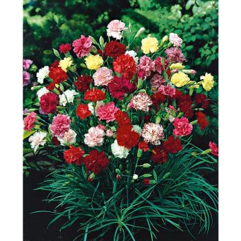 ŒILLET nain PARFUMÉ MIX