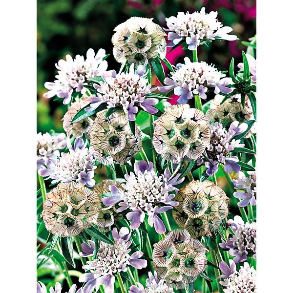 SCABIEUSE stellata DRUMSTICKS