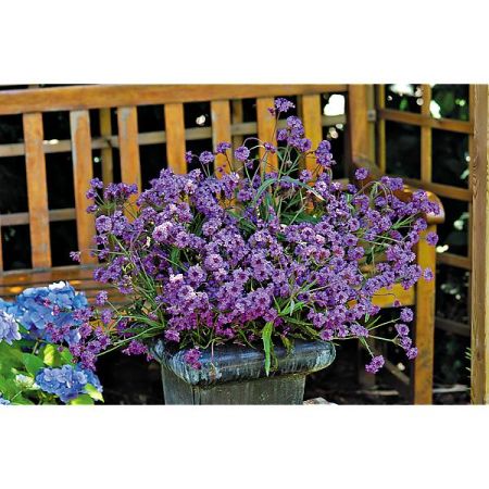 VERVEINE bonariensis BUENOS AIRES