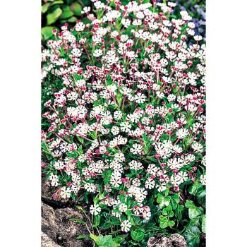 ZALUZIANSKYA capensis MIDNIGHT CANDY 2