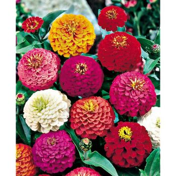 ZINNIA OKLAHOMA MIX 2