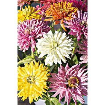 ZINNIA TAKII’S CHOICE MIX