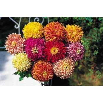 ZINNIA CACTUS MIX