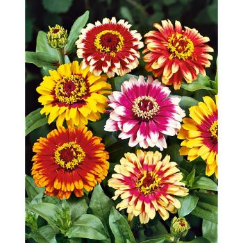ZINNIA CAROUSSEL MIX