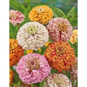 ZINNIA PEPPERMINT STICK