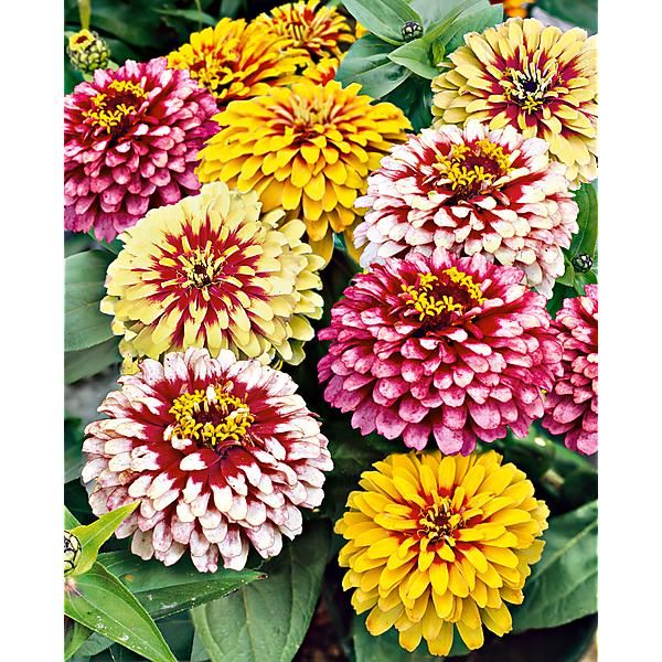 ZINNIA BONBON BICOLOR MIX