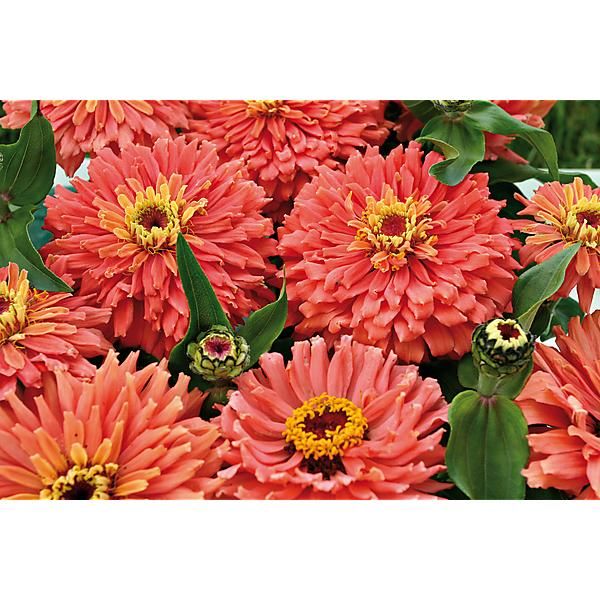 ZINNIA SENORA