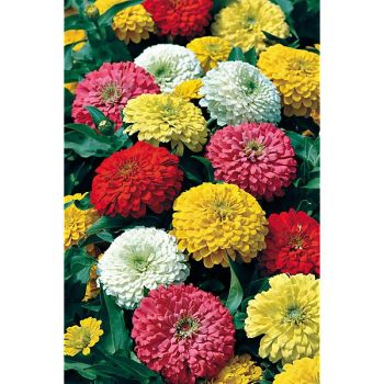 ZINNIA DIABLO MIX