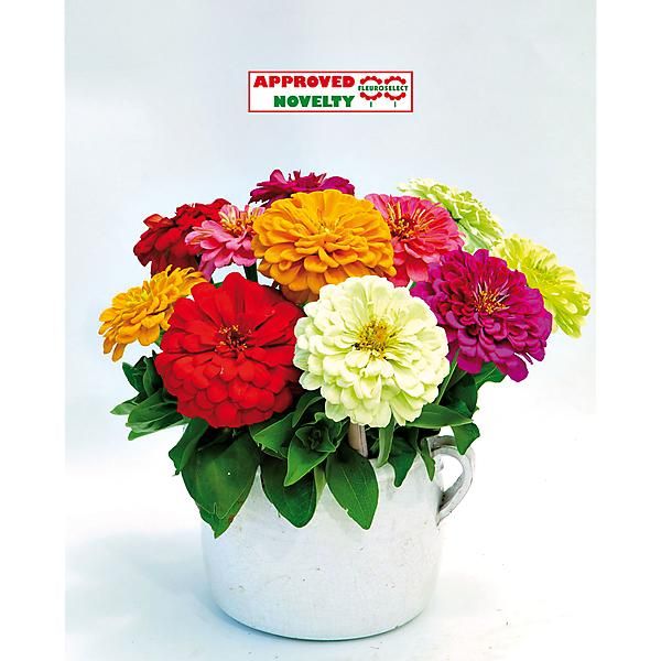 ZINNIA ELDORADO MIX