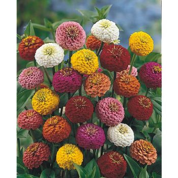 ZINNIA LILLIPUT GEM MIX