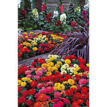 ZINNIA F1 DREAMLAND MIX