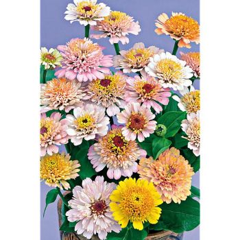 ZINNIA CRESTO ! PEACHY PINK