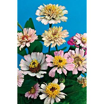 ZINNIA CRESTO ! PEACHY PINK 2