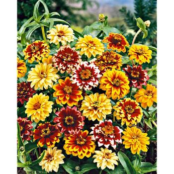 ZINNIA TAPIS PERSAN