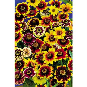 ZINNIA TAPIS PERSAN 2