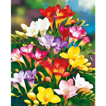 FREESIA ROYAL CHAMPION MIX