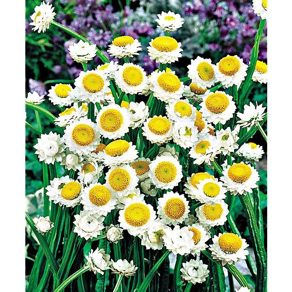 AMMOBIUM al. GRANDIFLORUM