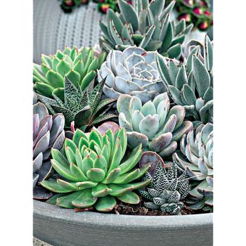 ECHEVARIA MIX 2