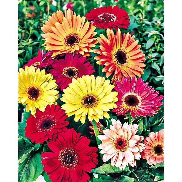 GERBERA jamesonii HYBRIDS MIX