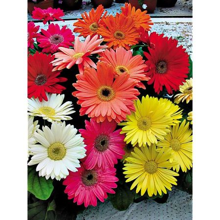 GERBERA jamesonii HYBRIDS MIX