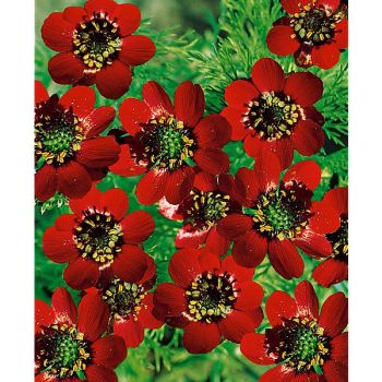 ADONIDE GOUTTE de SANG