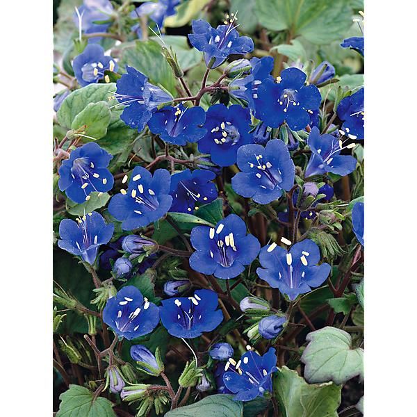 PHACELIA campanularia BLEU GENTIANE