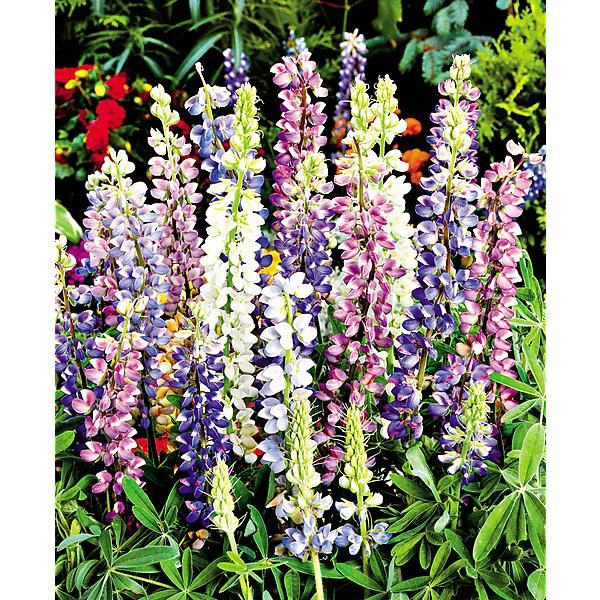 LUPIN hartwegi AVALUNE MIX
