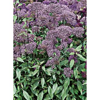 TRACHELIUM cae. BLACK KNIGHT