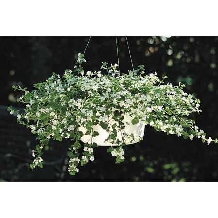 BACOPA SNOWTOPIA WHITE (sutera cordata)