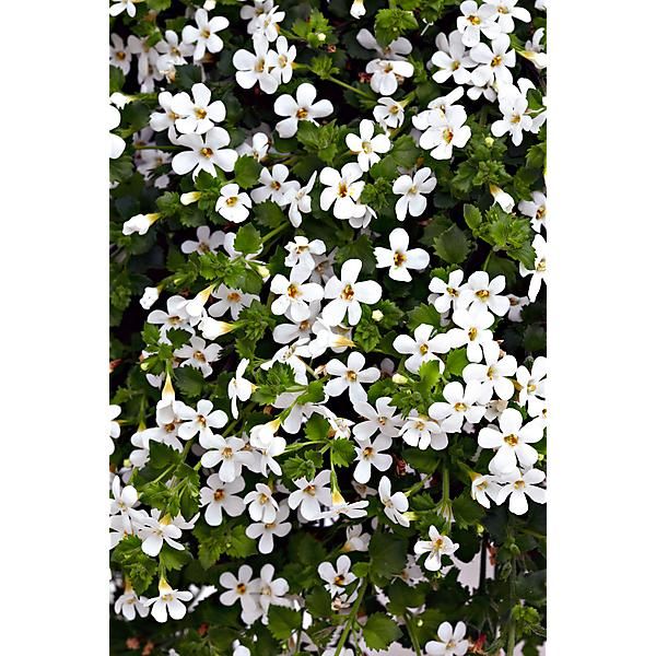 BACOPA SNOWTOPIA WHITE (sutera cordata)