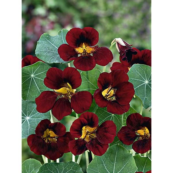 CAPUCINE naine BLACK VELVET