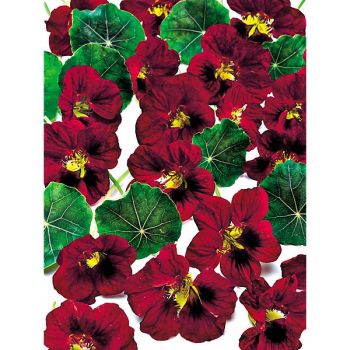 CAPUCINE naine BLACK VELVET 2