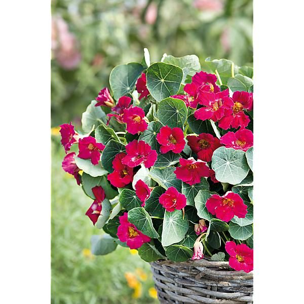 CAPUCINE naine BABY ROSE