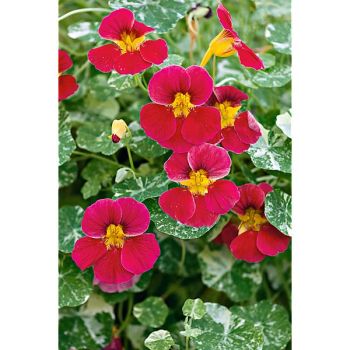 CAPUCINE naine TIP TOP ALASKA ROSE