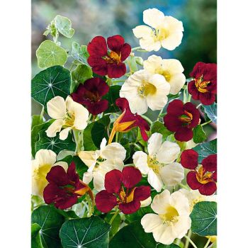 CAPUCINE naine TOP NIGHT & DAY