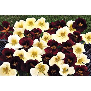 CAPUCINE naine TOP NIGHT & DAY 2