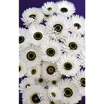 ACROCLINIUM PIERROT 2