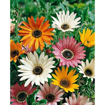 ARCTOTIS hybride ARLEQUIN MIX