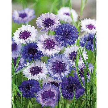 CENTAURÉE BLEUET DOUBLE CLASSIC FANTASTIC