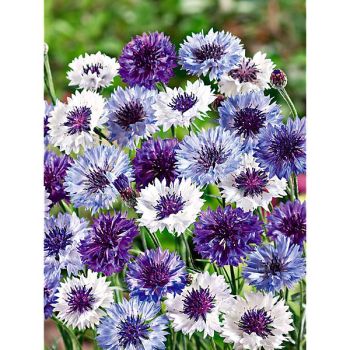 CENTAURÉE BLEUET DOUBLE CLASSIC FANTASTIC 2