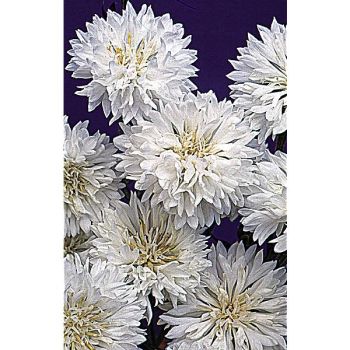 CENTAURÉE BLANC PUR 2