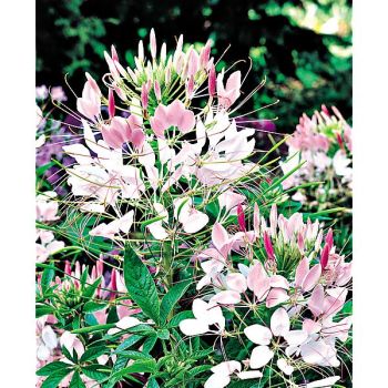 CLÉOME SPINOSA ou fleur araignée ROSE QUEEN