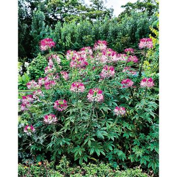 CLÉOME SPINOSA ou fleur araignée ROSE QUEEN 2