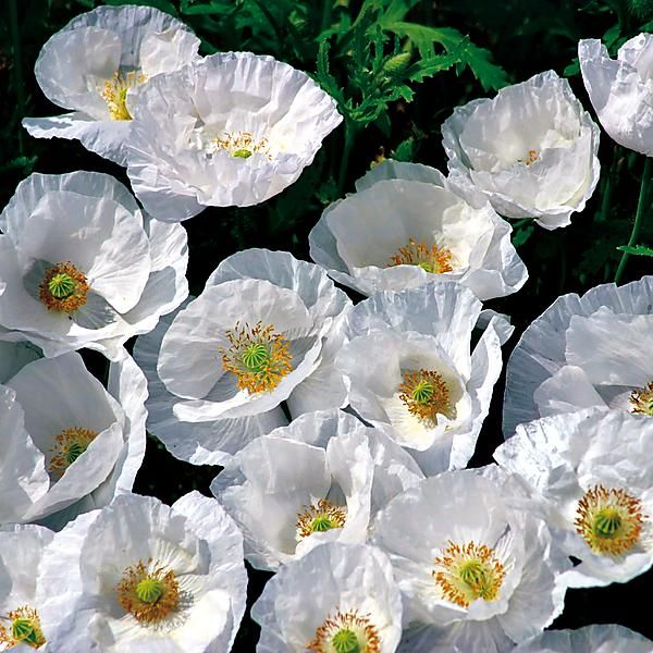 COQUELICOT BRIDAL SINK (papaver rhoeas)