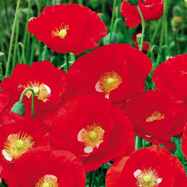 COQUELICOT AMERICAN LEGION