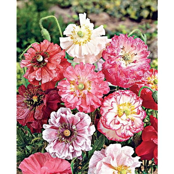 COQUELICOT PASTEL DOUBLE MIX