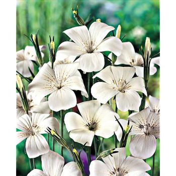 NIELLE des BLÉS (agrostemma githago) BIANCA