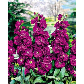 GIROFLÉE MAMMOUTH EXCELSIOR PURPLE HEART