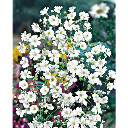 GYPSOPHILE elegans COVENT GARDEN MARKET